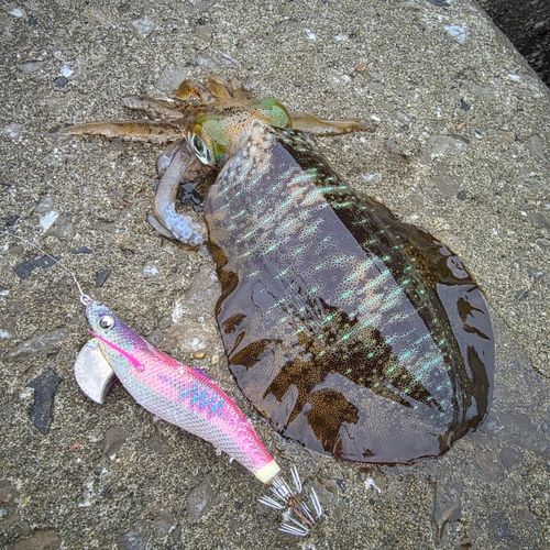 アオリイカの釣果
