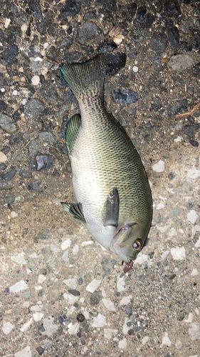 釣果