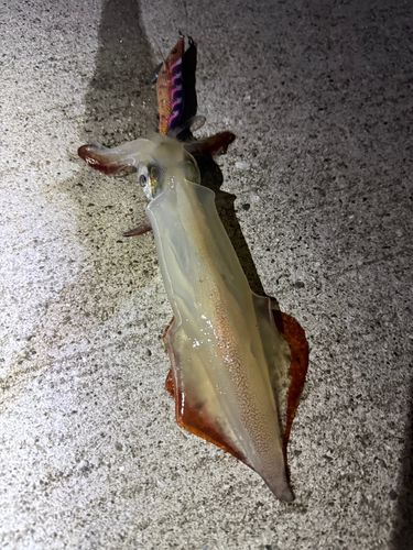 ケンサキイカの釣果