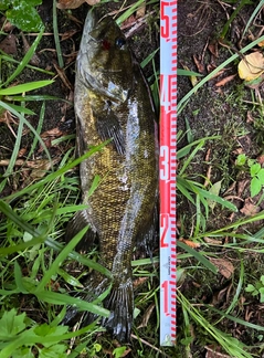 スモールマウスバスの釣果
