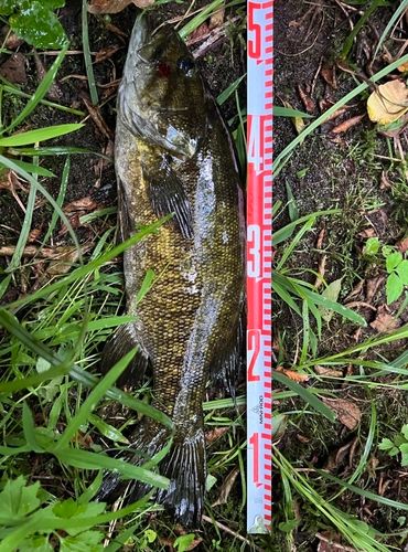 スモールマウスバスの釣果
