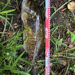 スモールマウスバス