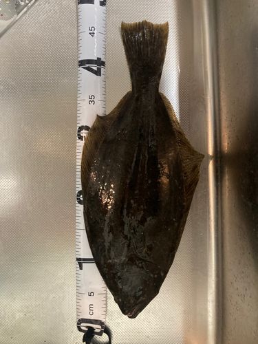 ヒラメの釣果