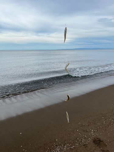 キスの釣果