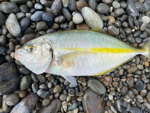 シマアジの釣果