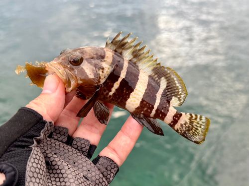 アオハタの釣果