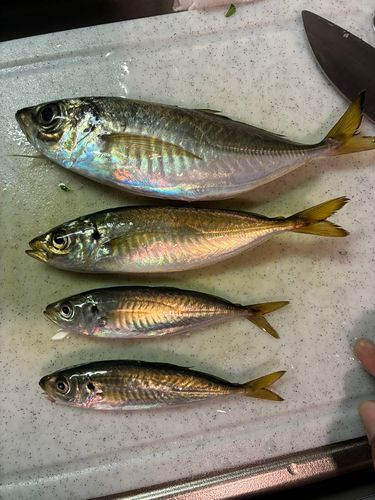 アジの釣果