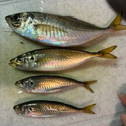 アジ