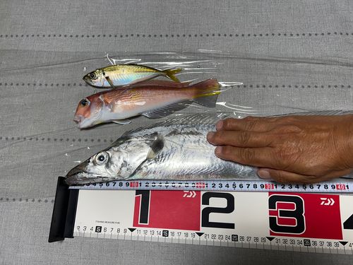 タチウオの釣果