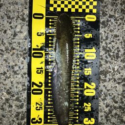 ナマズ