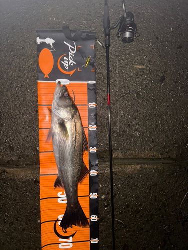 シーバスの釣果