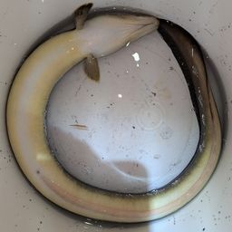 ニホンウナギ