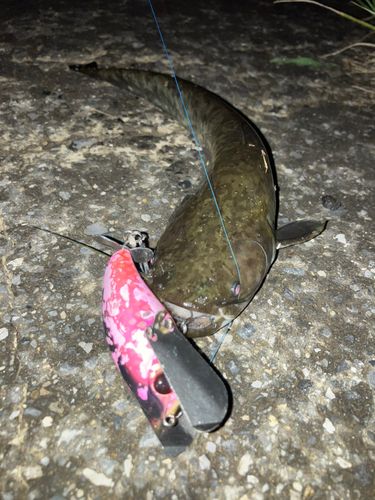 ナマズの釣果