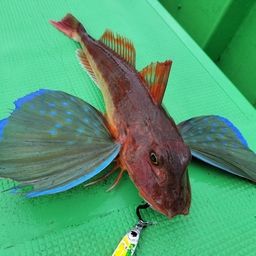 ホウボウ