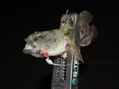 ウロハゼの釣果