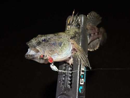 ウロハゼの釣果