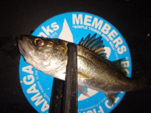 セイゴ（マルスズキ）の釣果