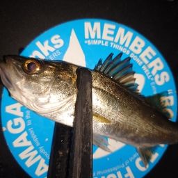 セイゴ（マルスズキ）