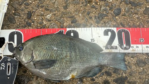 メジナの釣果