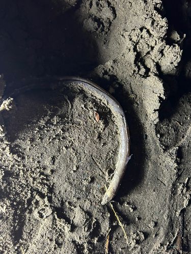 シタビラメの釣果