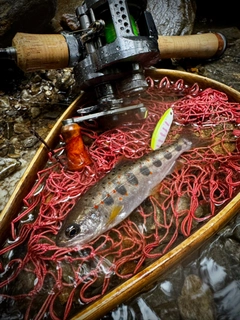 アマゴの釣果