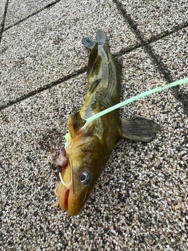 ニゴイの釣果