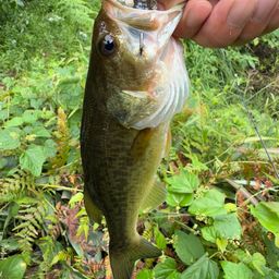 ラージマウスバス