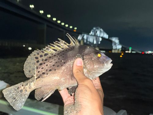 コショウダイの釣果