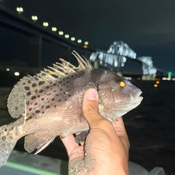 コショウダイ
