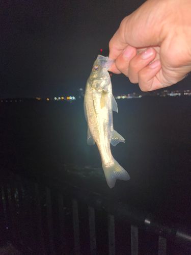 若洲海浜公園海釣り施設