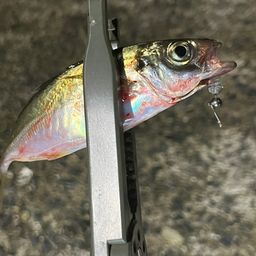 アジ