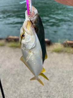 カンパチの釣果