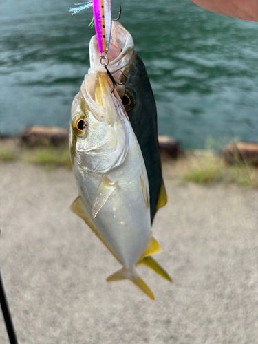 カンパチの釣果