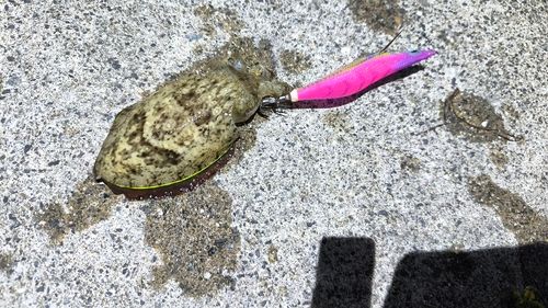 コウイカの釣果