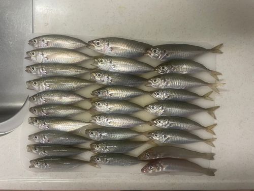 アジの釣果