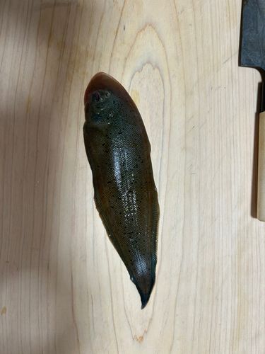 シタビラメの釣果