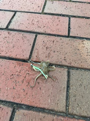 タコの釣果