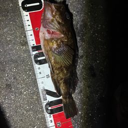 ガシラ