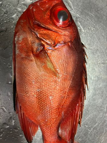キントキダイの釣果