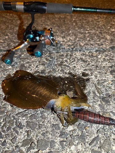 アオリイカの釣果