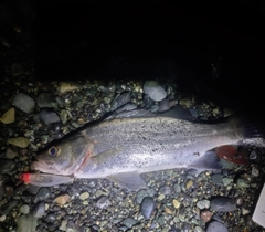 フッコ（ヒラスズキ）の釣果