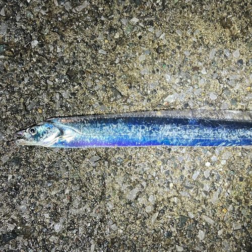 タチウオの釣果