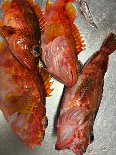 カサゴの釣果