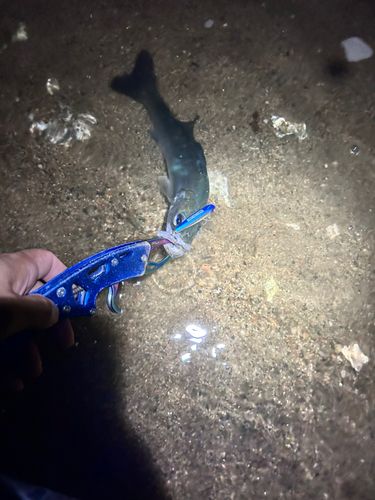 若狭湾