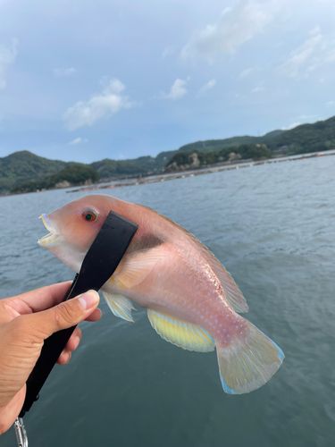 イラの釣果