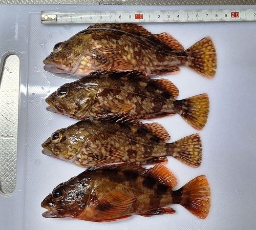カサゴの釣果