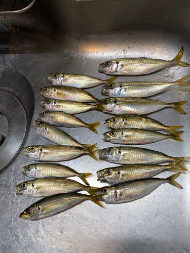 アジの釣果