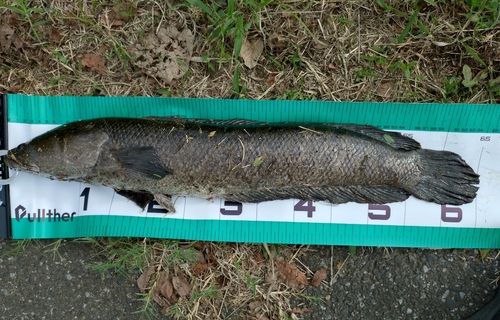 ライギョの釣果