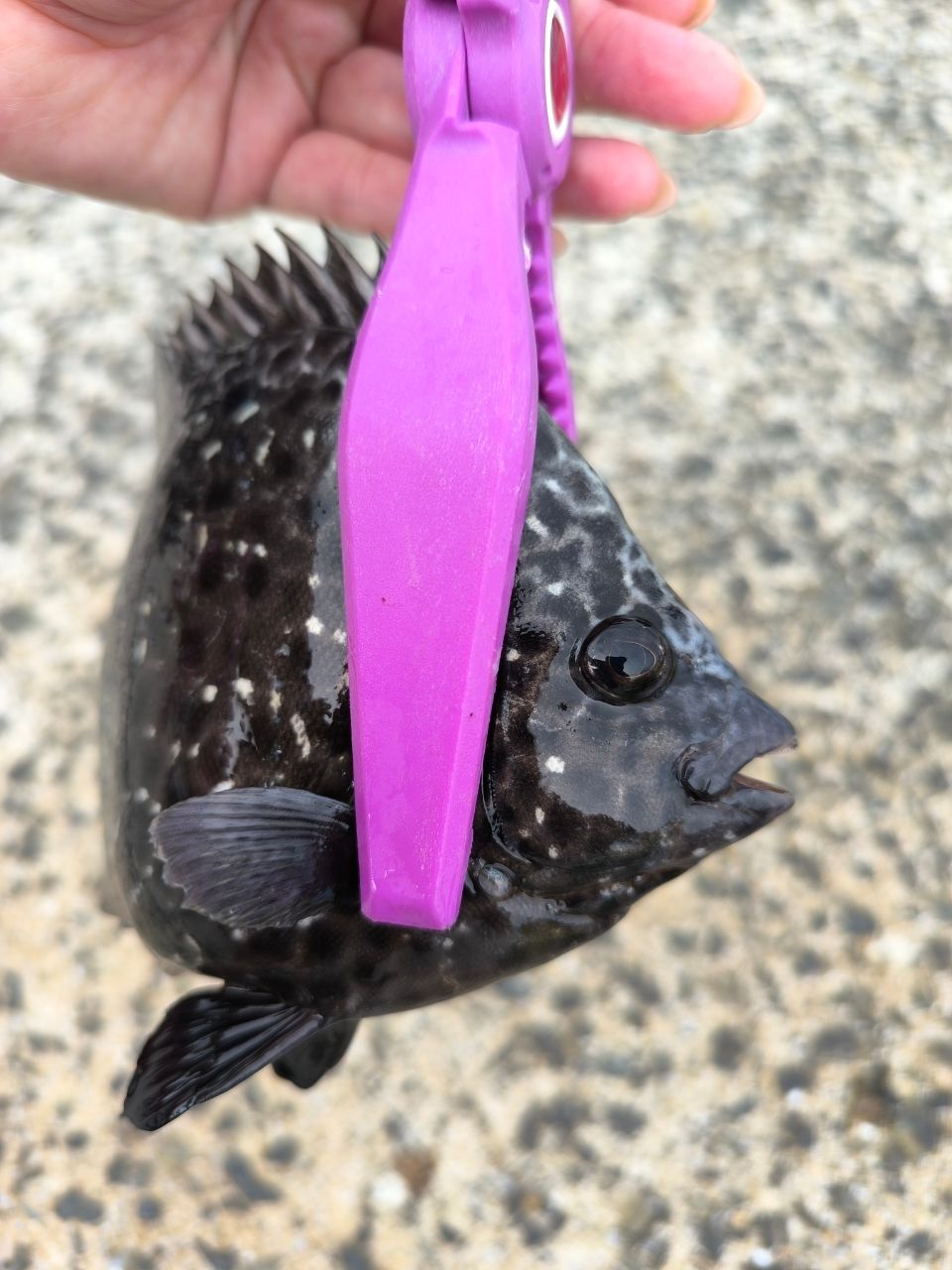 イシガキダイ