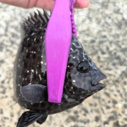 イシガキダイ